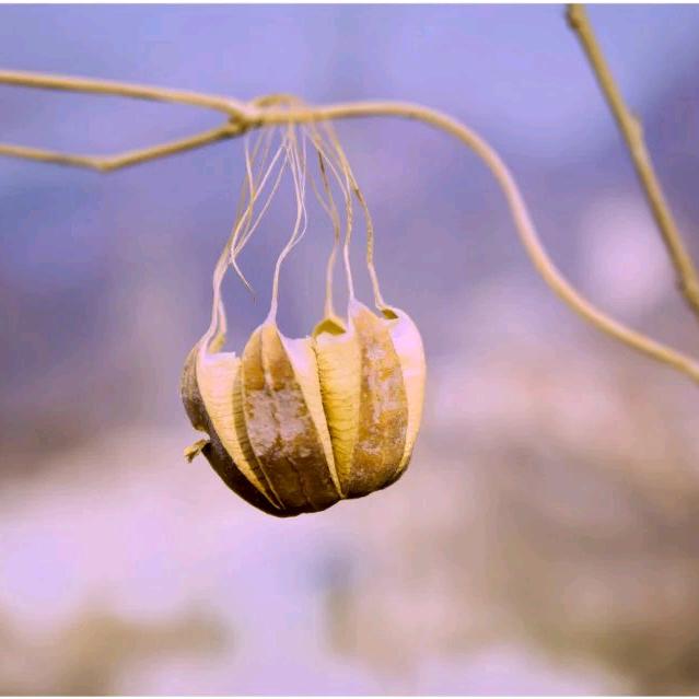 公元000年(关必回)