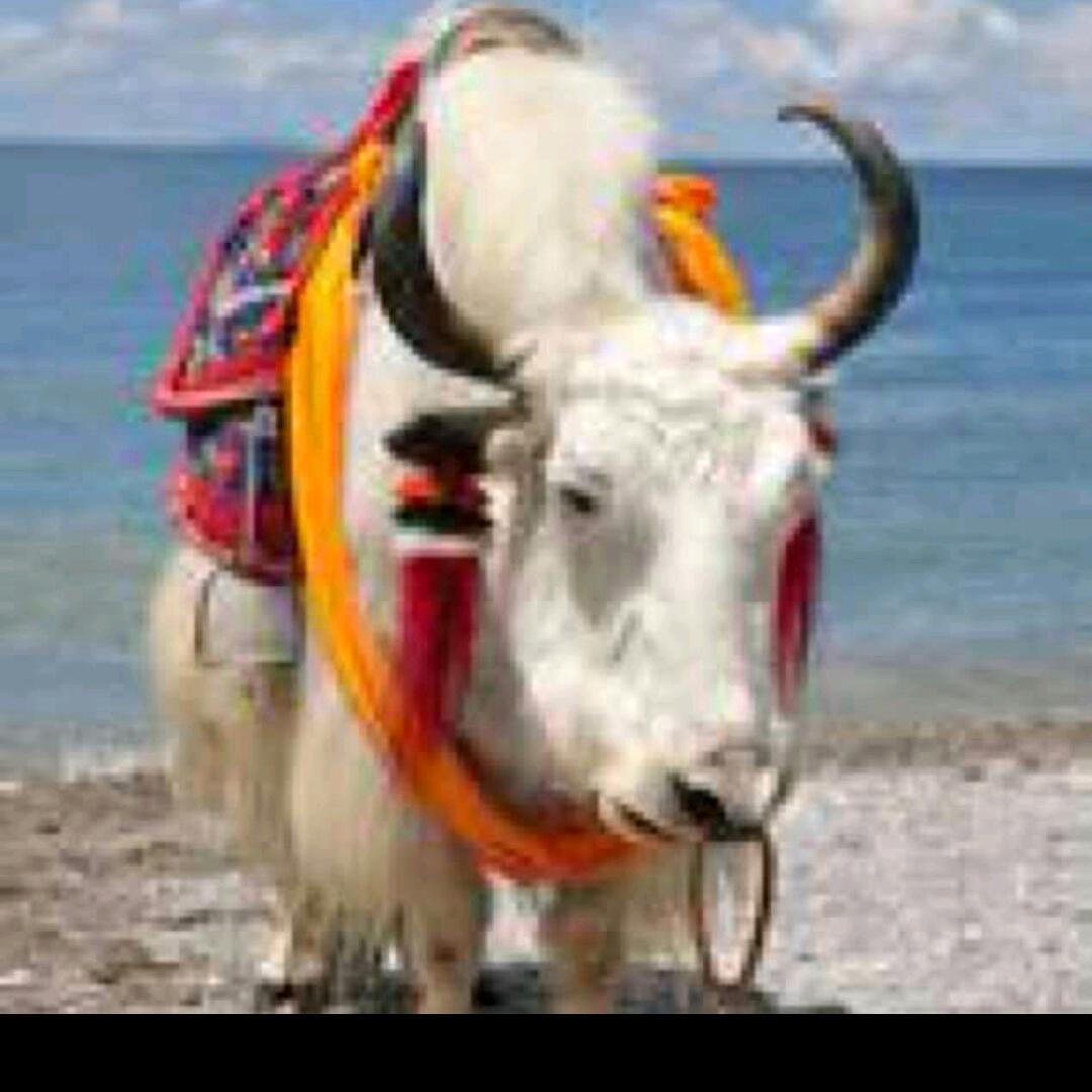 🌲🌲🌲冰点🌲🌲🌲