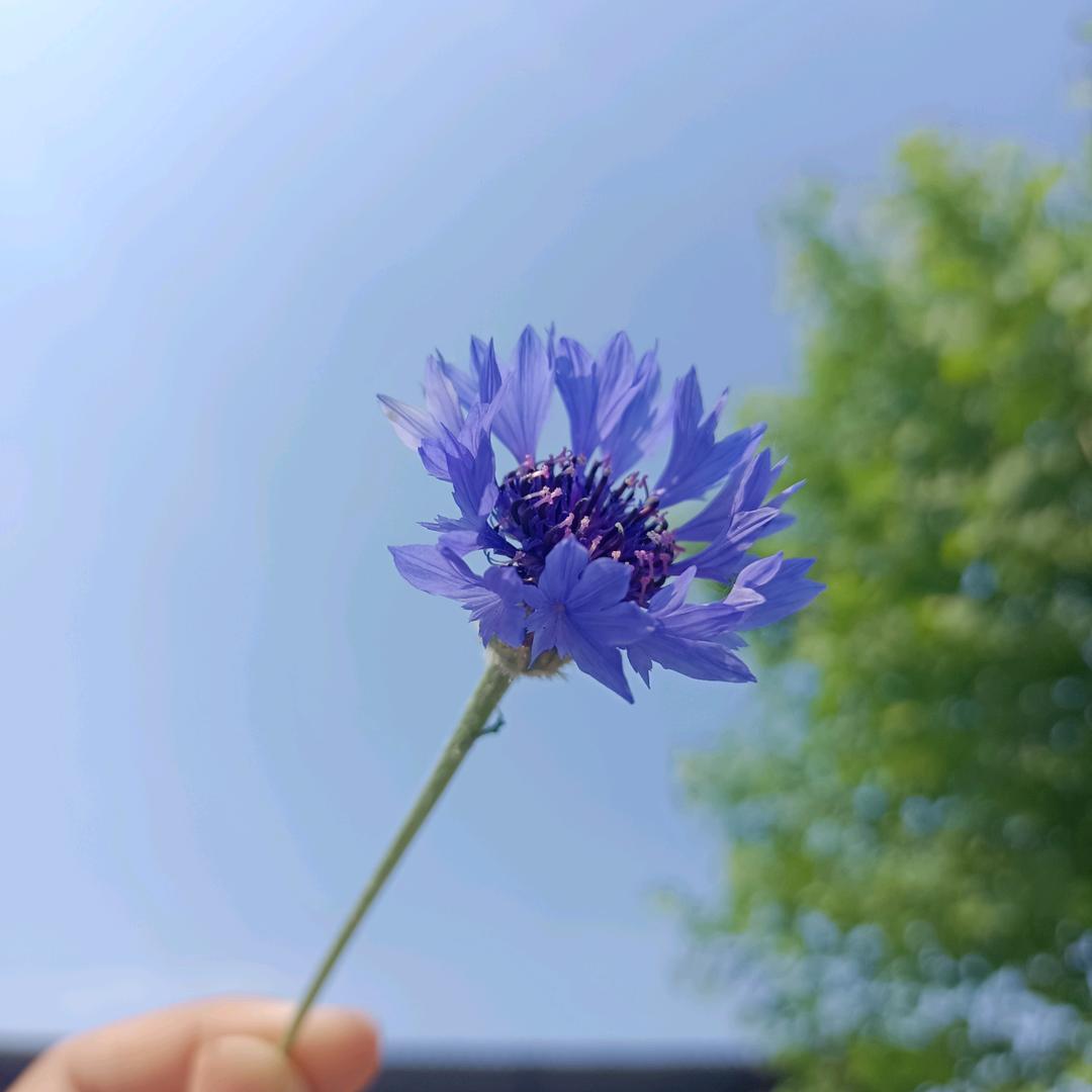 珍真er