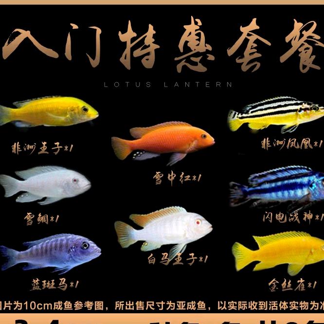 乐游水族馆观赏鱼