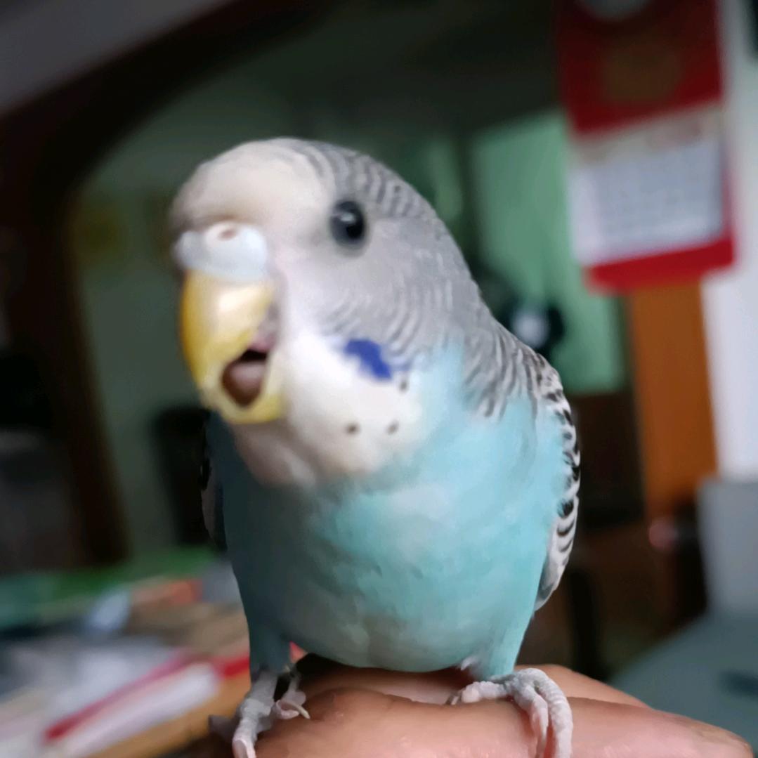 小应