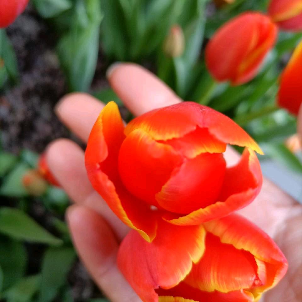 格桑花