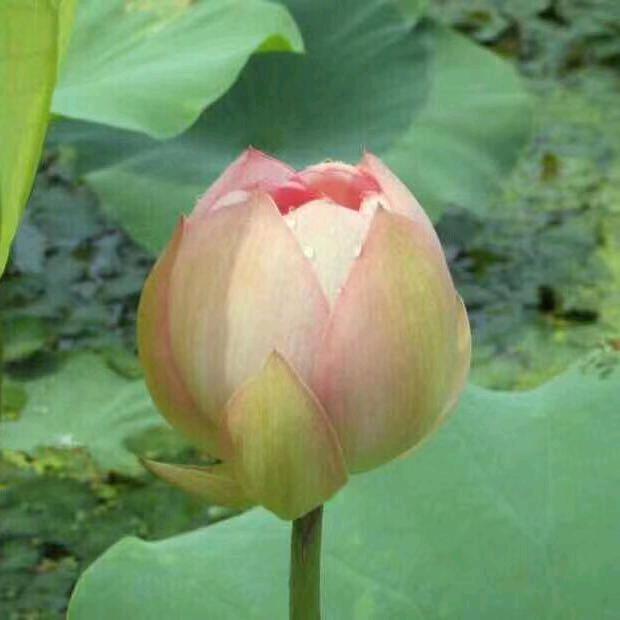 貼心衣族