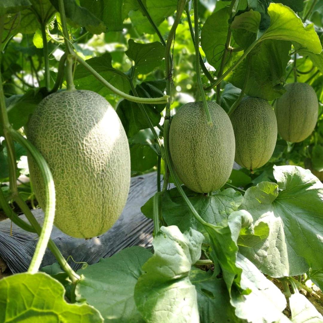 青润瓜果代收