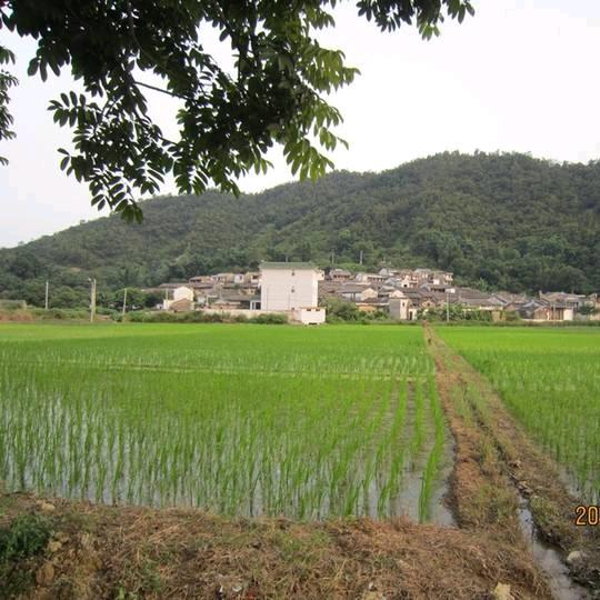 农村星光大道