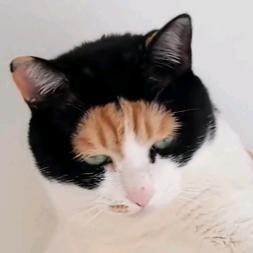 天柴（三角洲行动）