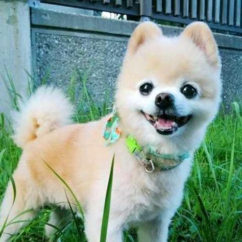 林哥爱犬