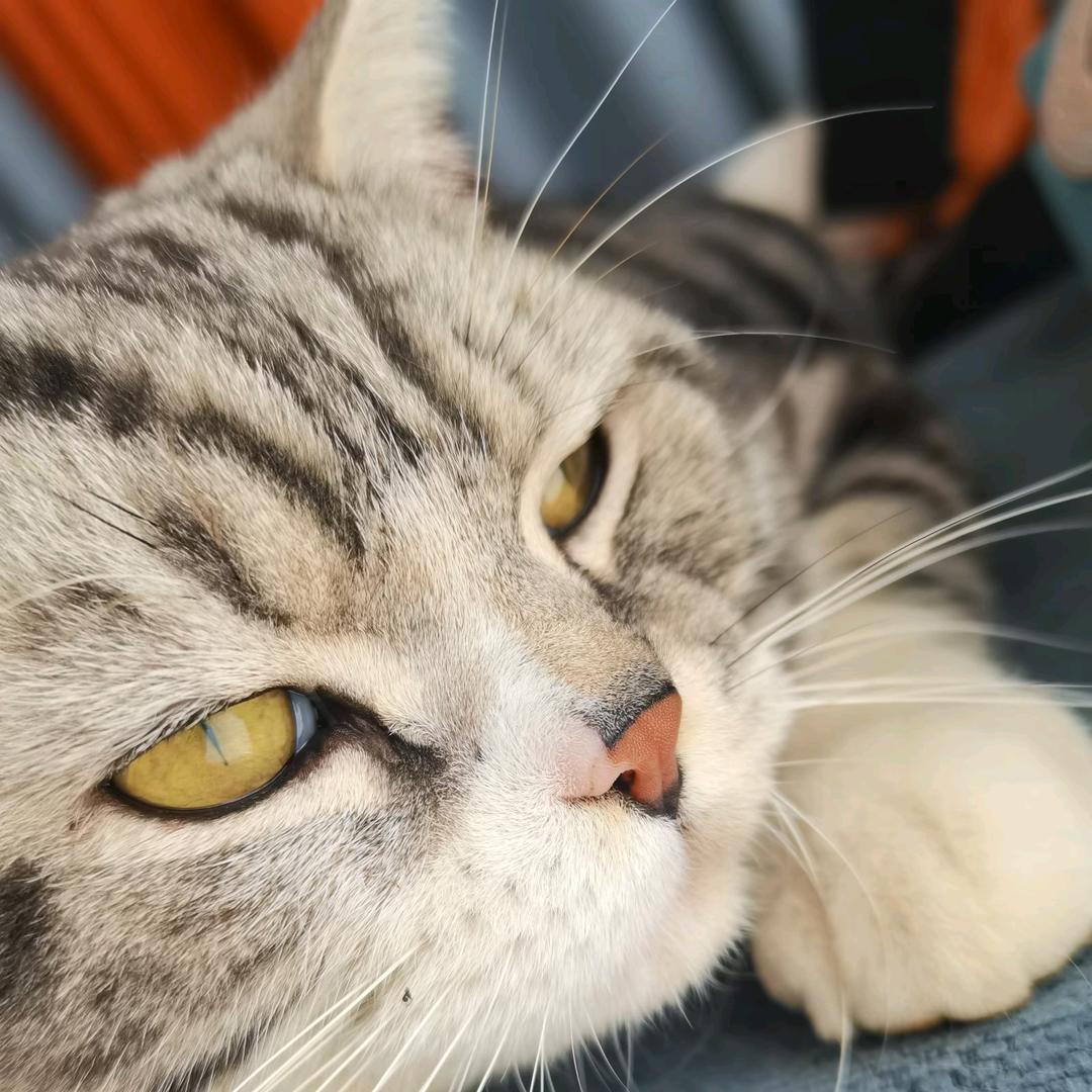 🌈🌈一条肝
