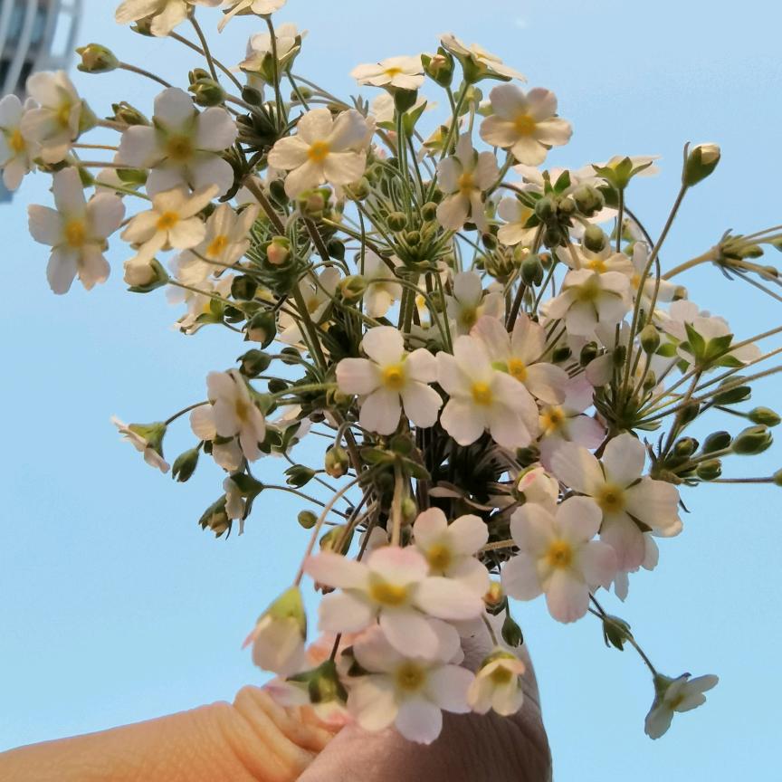元野里的小花🌸