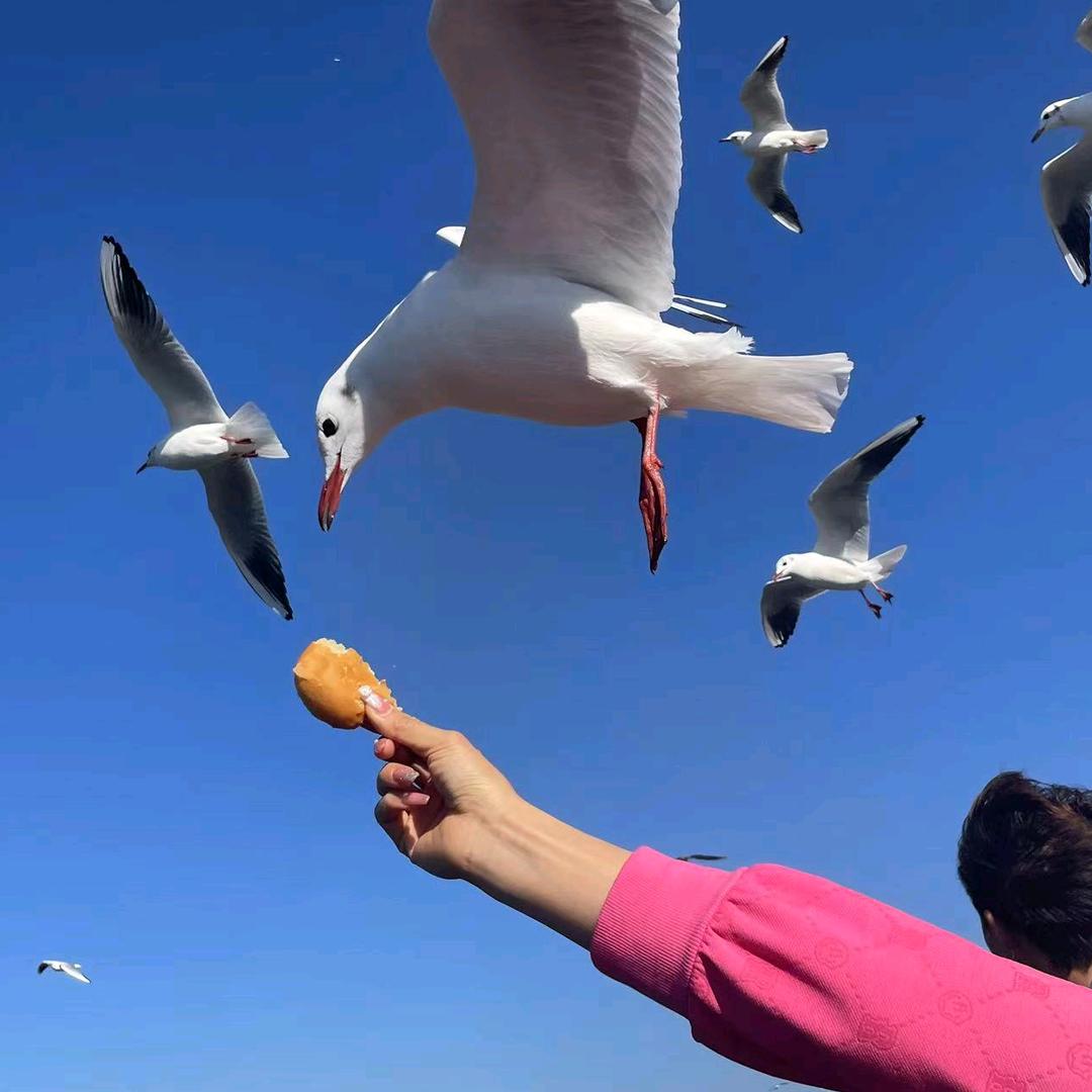 一只小田◡̈︎罗