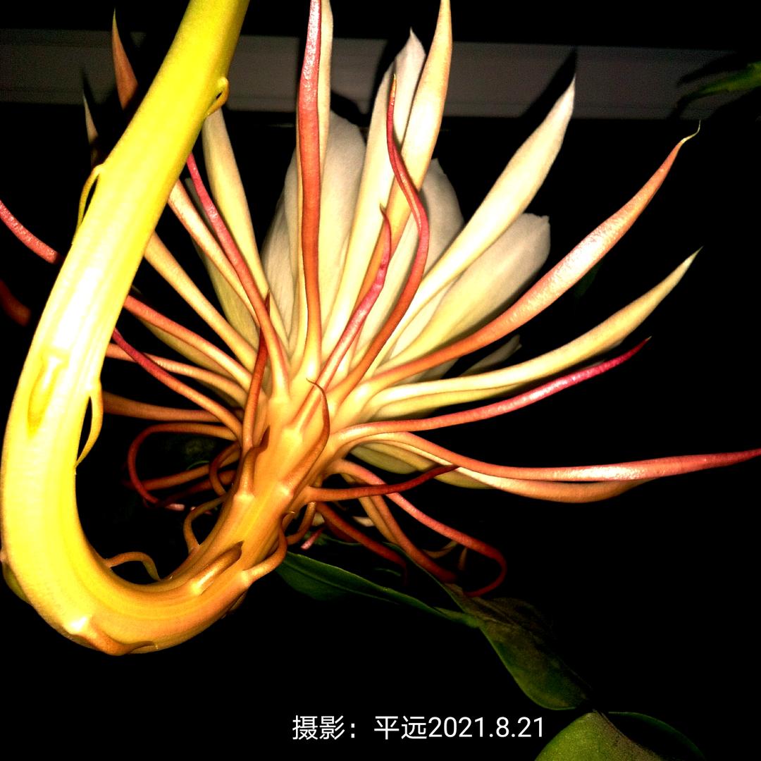 平原易野