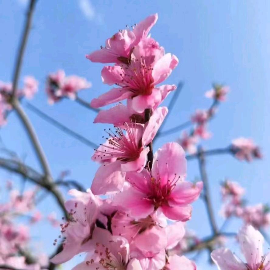 花开花落