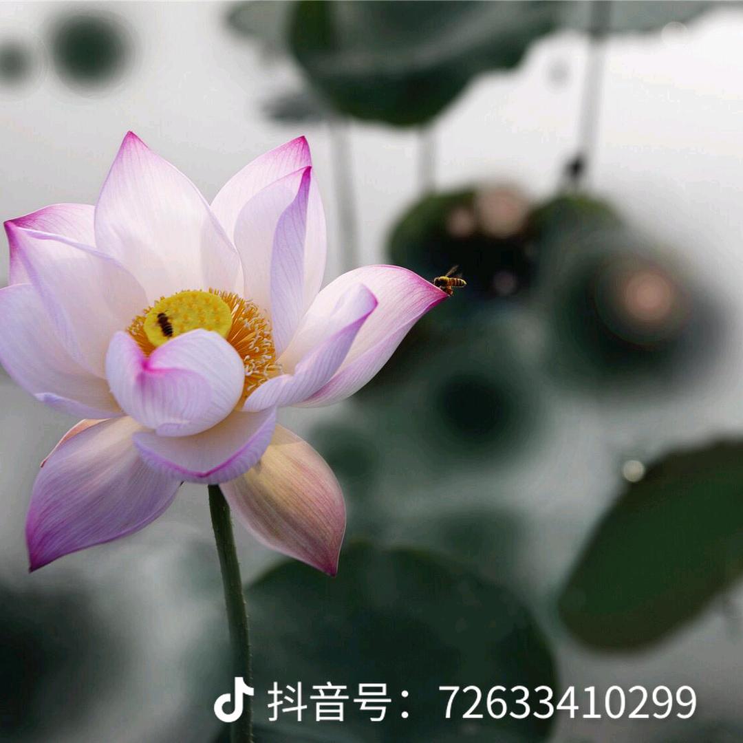 仙桃树