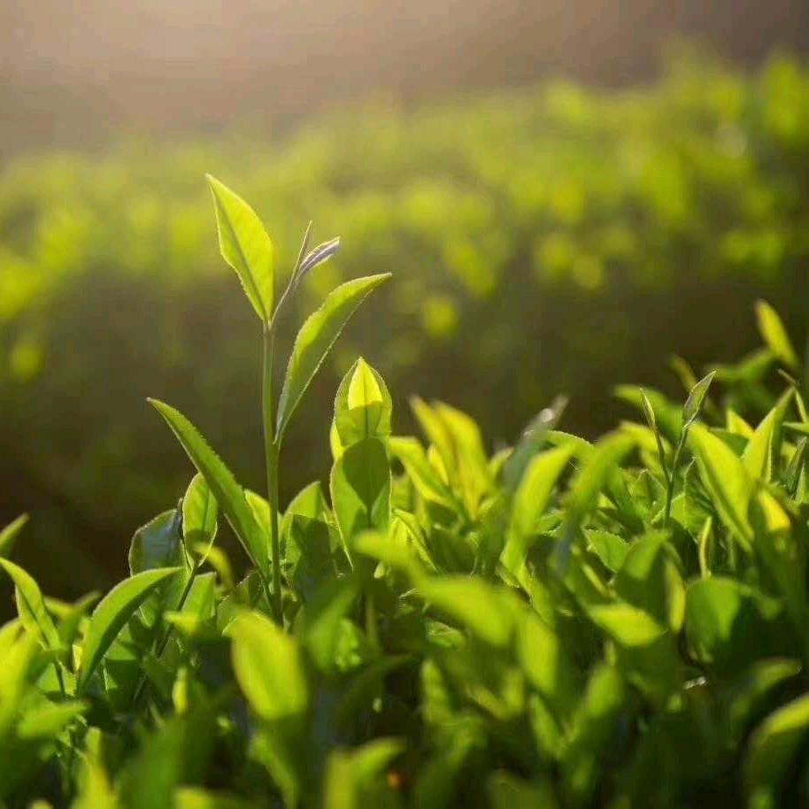 小小粒的茶