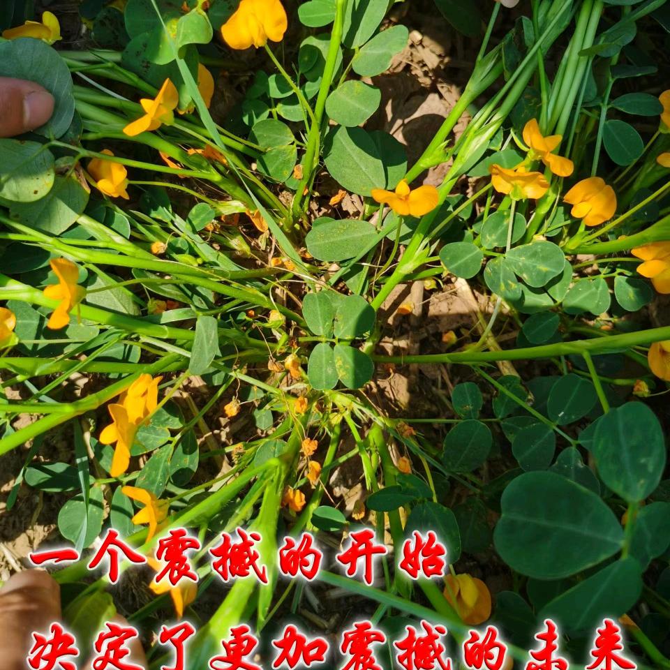 吉刘强～农资搬运工