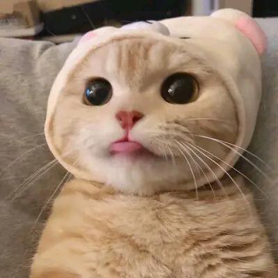 沛泽