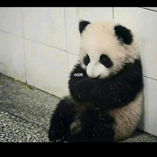 熊猫小奇迹