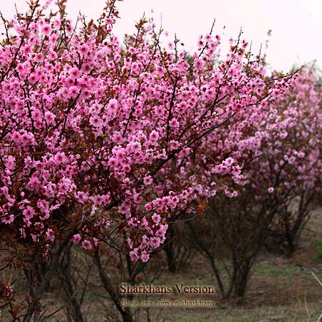 平安健康快乐！