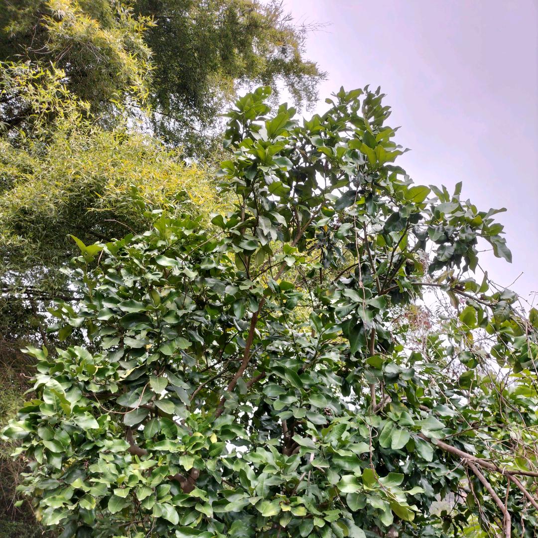 邓丰