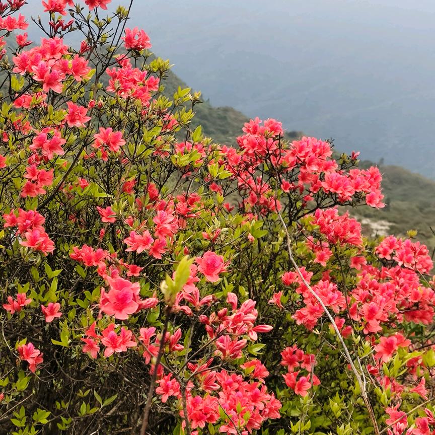 懂得珍惜，才配拥有🌺