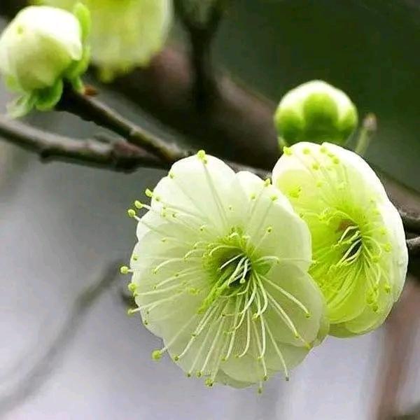 梅学堂