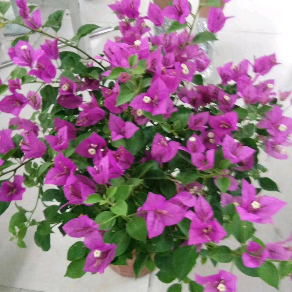 情深深雨蒙蒙
