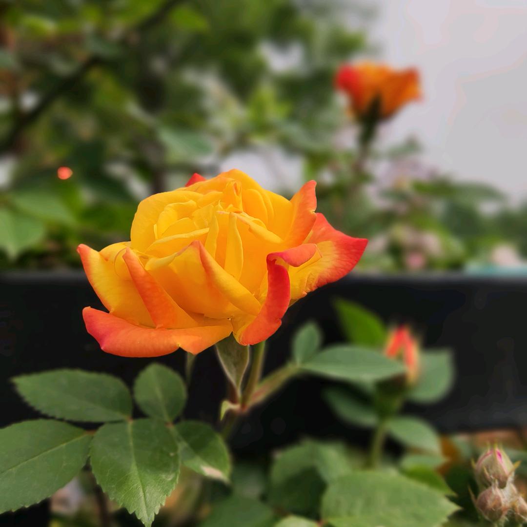 简兮万舞