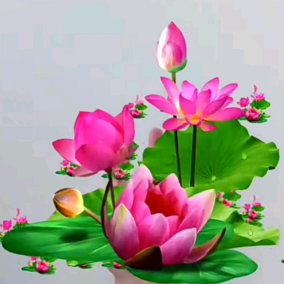 懒惰的爱心棒棒糖🍭