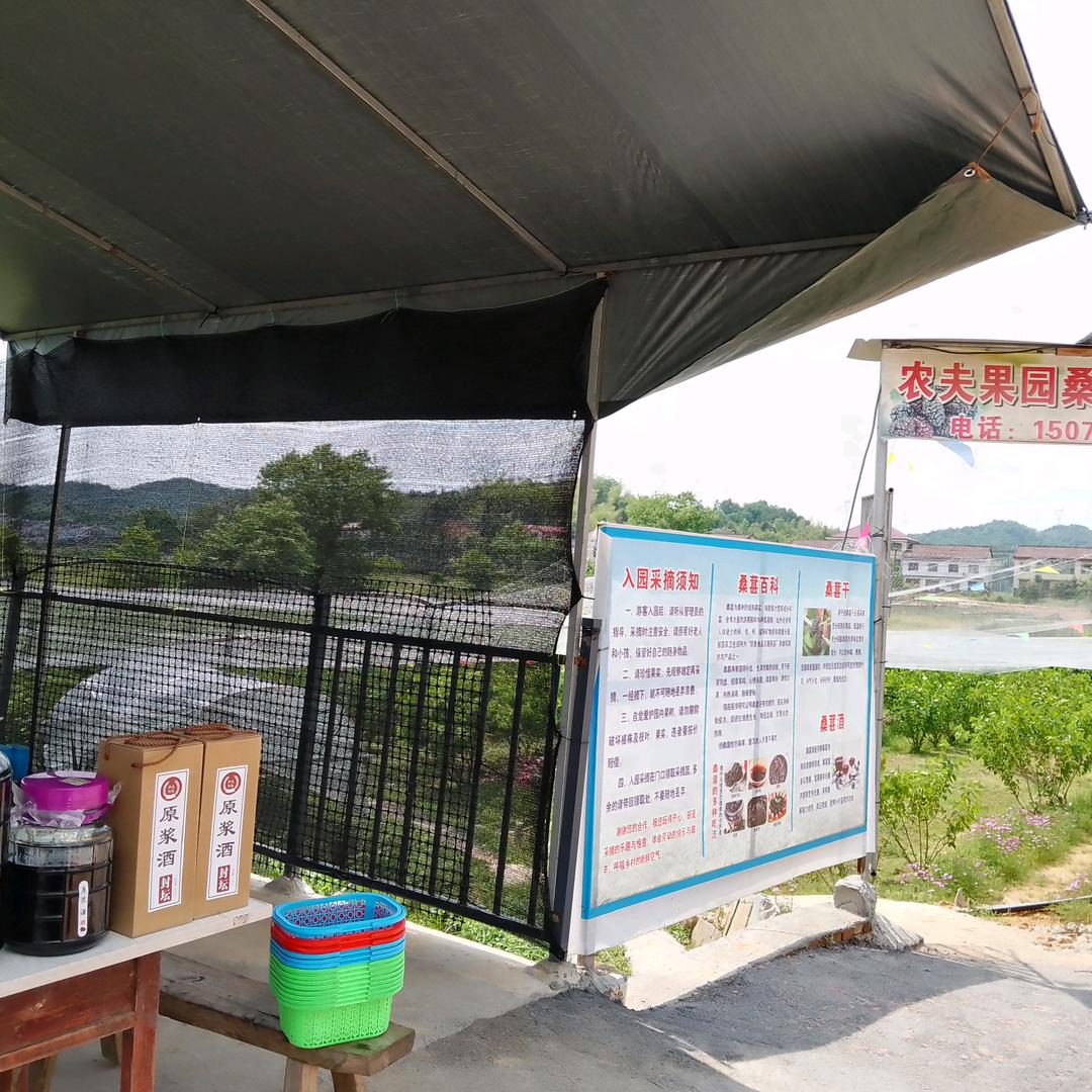 农夫果园桑椹采摘季