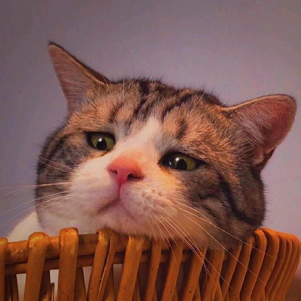 双.