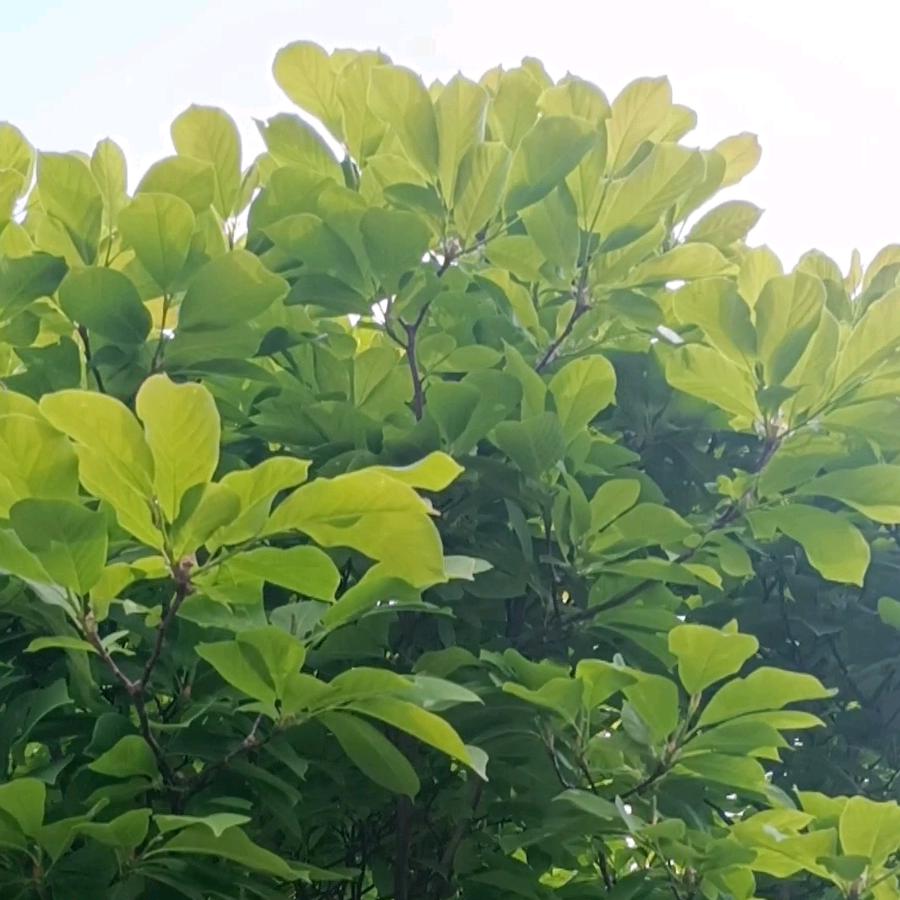 前程似锦