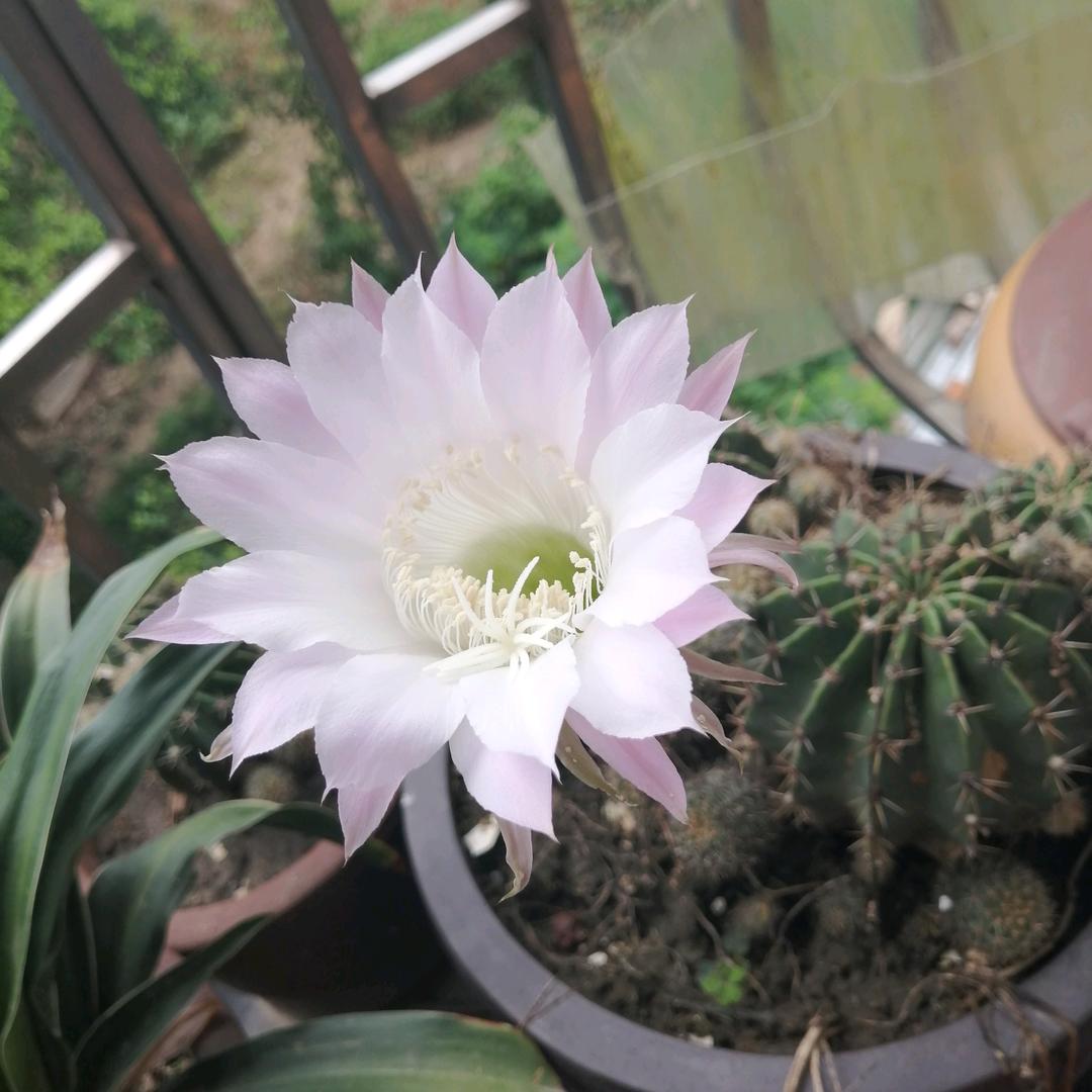 茹意三姐