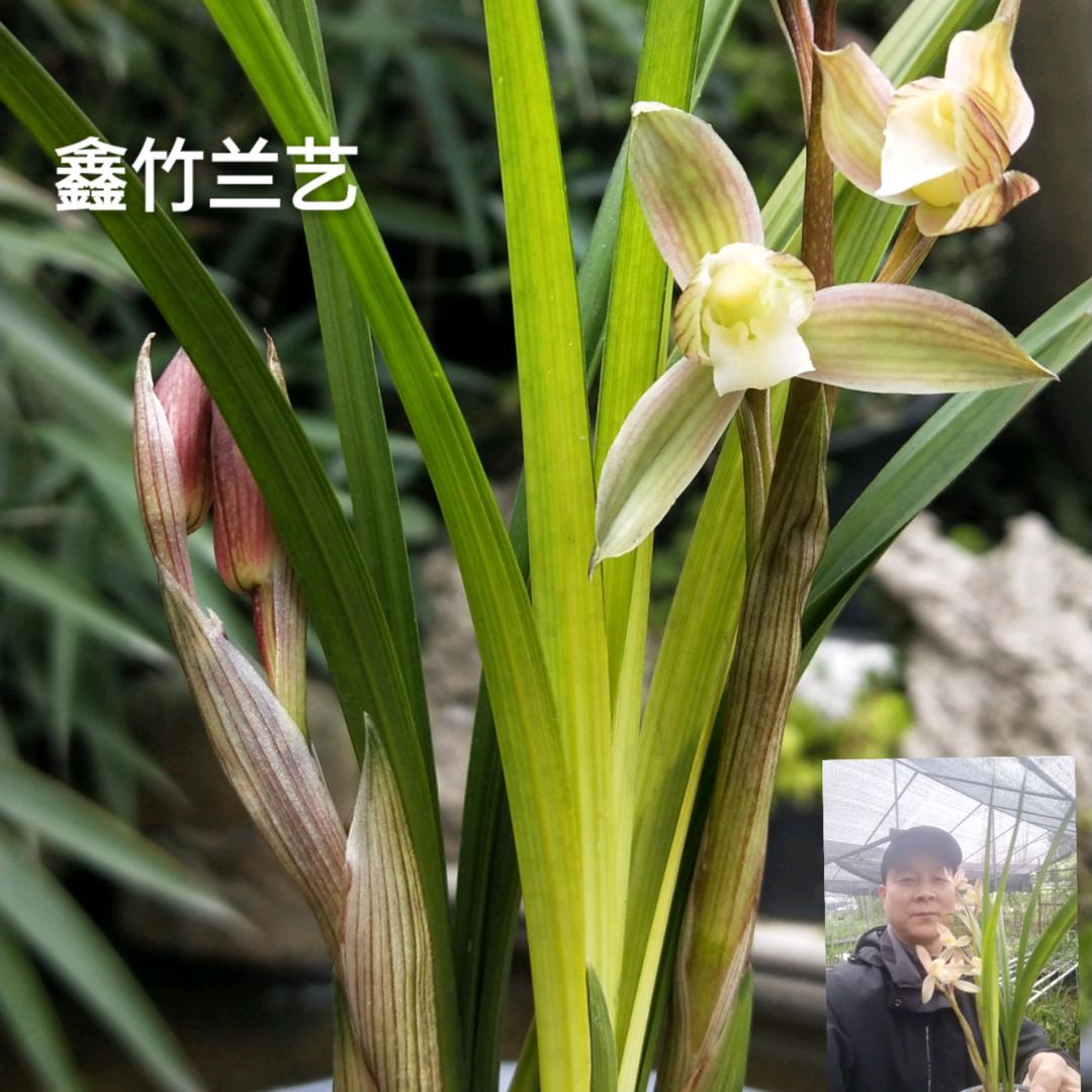 雨落无声