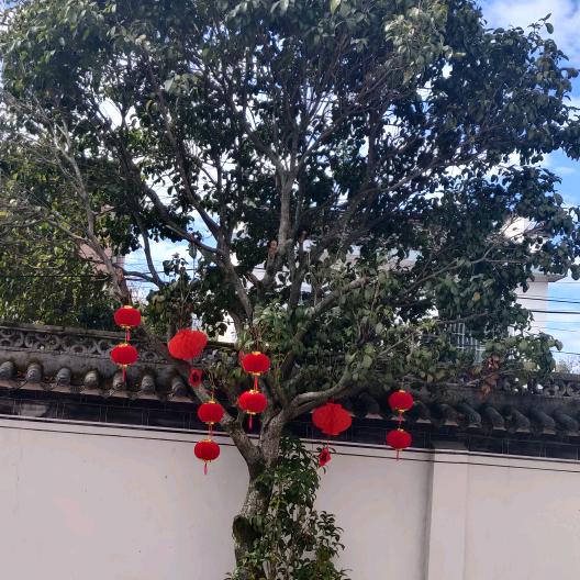 灵灵呀