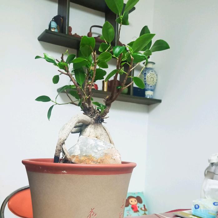 逍遥客