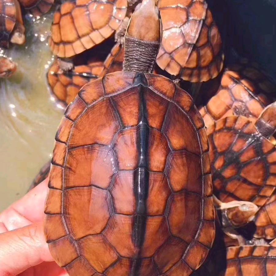 广缘慧龟鳖养殖场