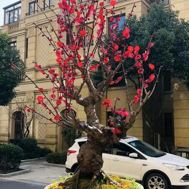 梅花阁花卉