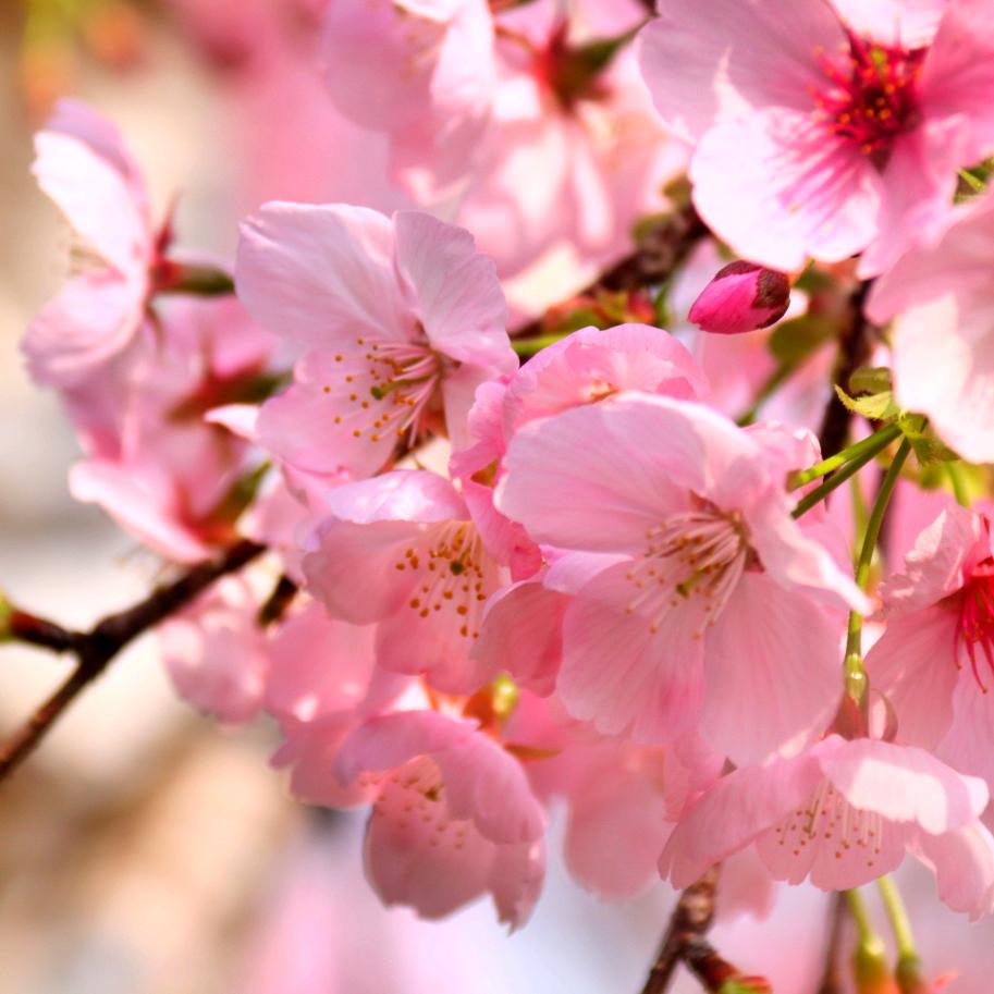 幸福花