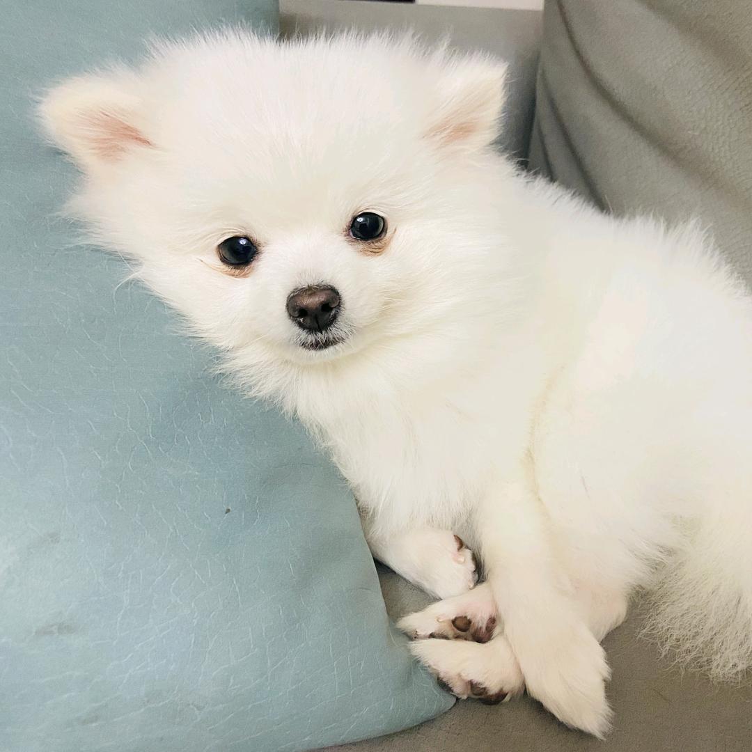 汤圆儿&饺子爸爸