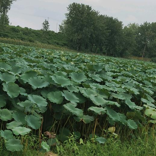 雅迪  成山车行