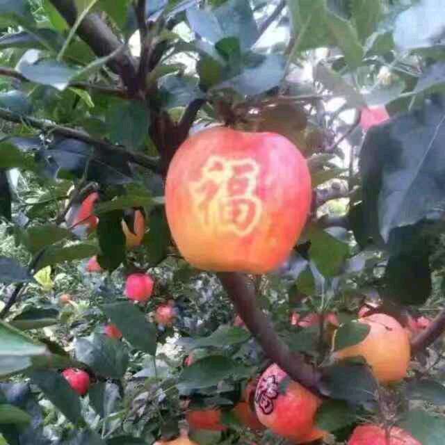 雨中落花