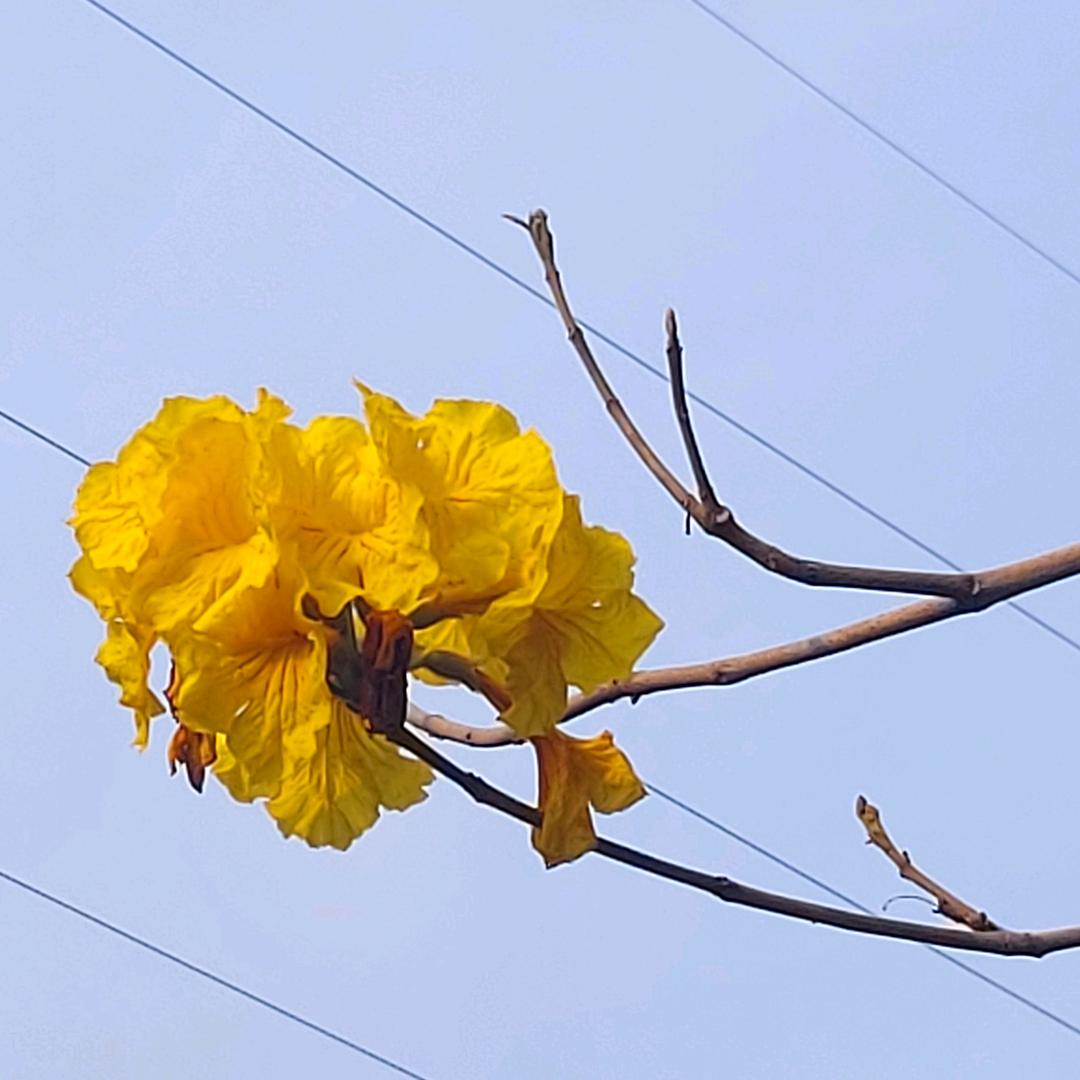 安奶奶