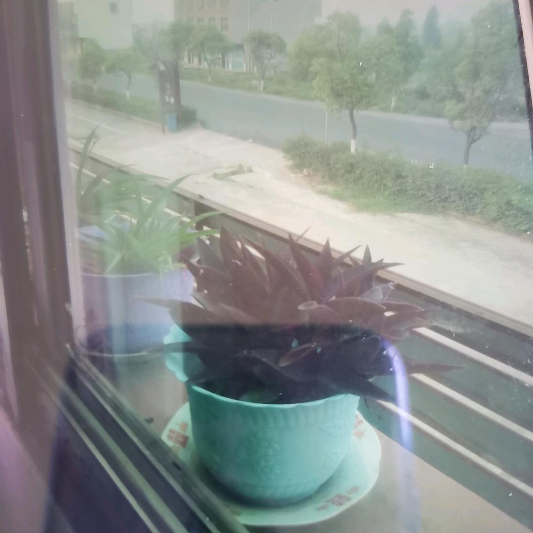 肖姐