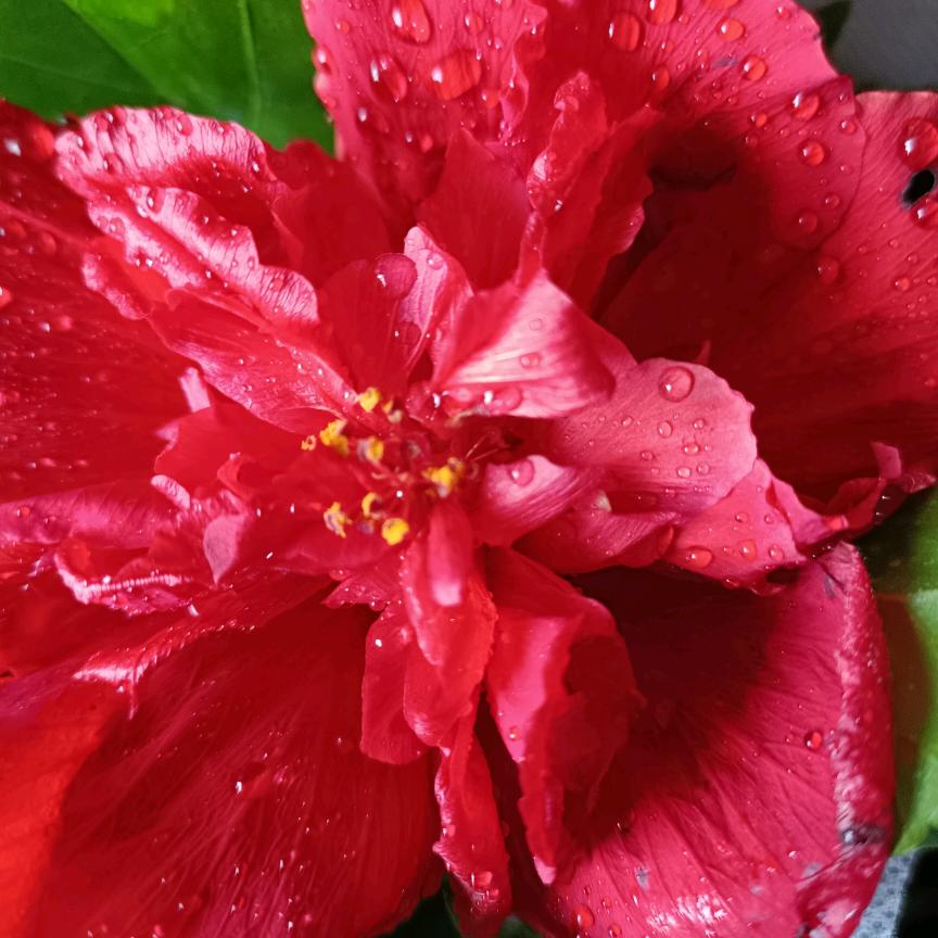 阳光花卉