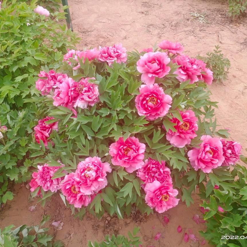 ල᭄💞花开富贵♥ꦿ᭄࿐