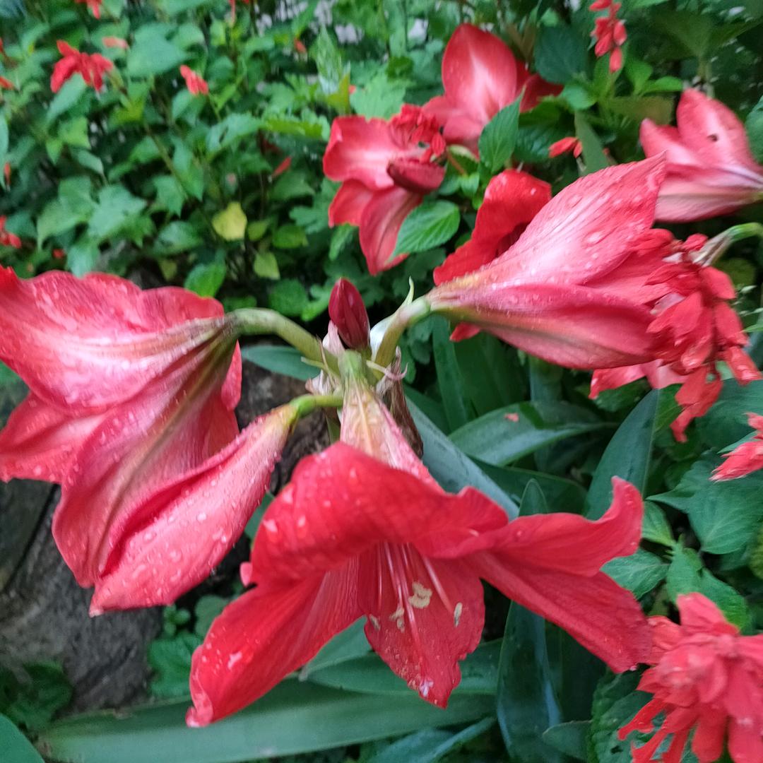 平平淡淡才是福