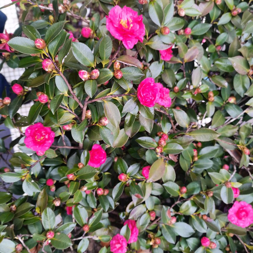 开疆拓土