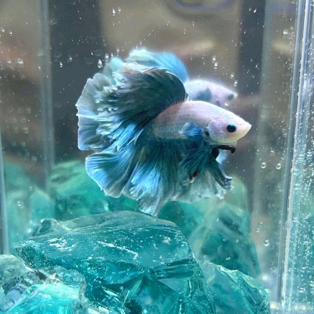 小也精选泰斗鱼