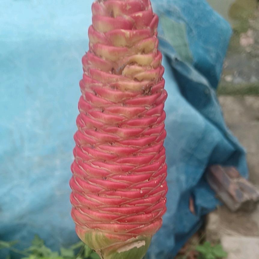 耶哥