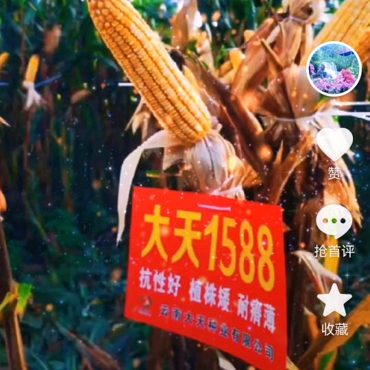 仇吉丽吕合诚信农资